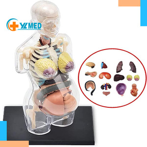 Trong suốt Mô Hình Bộ Xương mang thai Mô hình giải phẫu thân Mô Hình vẽ tay thông minh quan điểm với có thể tháo rời 41 phần cơ quan - Product Image 1