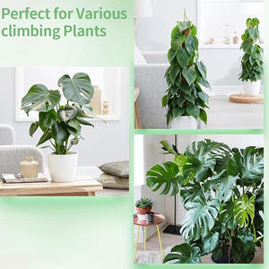 Tutor de Plástico Modular en Forma de D de 48 Pulgadas, Recubierto de Plástico, Extensible, para Uso en Invernaderos, Soporte para Plantas - Product Image 5