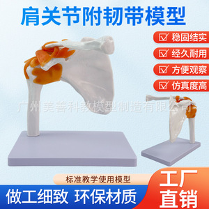 Modelo de Articulación del Hombro Natural 1:1 para Enseñanza; Modelo de Articulación del Hombro Humano con Ligamentos y Escápula; Móvil - Product Image 5