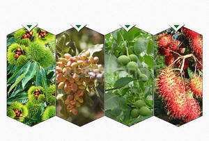 ガソリンエンジンオリーブツリー振動シェーカーフルーツシェーカーCROPカッター - Product Image 6