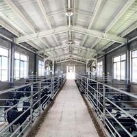 Nave Prefabricada de Acero de Diseño Moderno para Cría de Ganado Vacuno