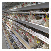 PoulTech Egg Layer Chicken Farm buon prezzo galline ovaiole automatiche pollame gabbie per batterie grande pollaio