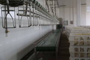 מכונת עיבוד שחיטה של עופות ODM OEM למפעל עיבוד עוף קפוא ומשחטה - Product Image 6