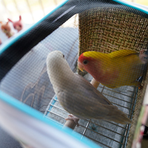 Mochila de Viaje para Aves Pequeñas, de un Solo Hombro, Ligera, Portátil, Transparente y Transpirable, para Loros y <span class=keywords><strong>Palomas</strong></span> - Product Image 4