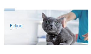 <span class=keywords><strong>B</strong></span>án buôn 10t/Kit dễ dàng hoạt động mèo herpesvirus (FHV-1) kháng thể nhanh chóng Kit kiểm tra (fhvab) cho mèo miễn dịch tiêm chủng thử nghiệm - Product Image 2