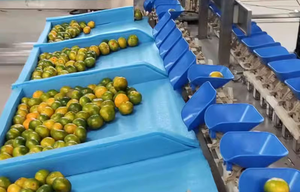 Équipement automatique d'inspection, de tri et de calibrage des légumes, des ananas, des avocats, des écrevisses et des fruits en acier inoxydable 304 - Product Image 3