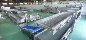 Ligne de lavage et de traitement des légumes industrielle Baiyu avec machine de nettoyage à bulles et de séchage pour usage en usine - Product Image 4