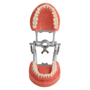 Palato duro 32 denti rimovibile gomma dura modello di dente insegnamento orale modello - Product Image 4