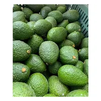 Свежий авокадо для экспорта по лучшей цене, высокое качество из Южной Африки