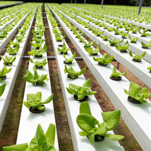 Tubería Cuadrada de PVC de Grado Alimenticio para Cultivo Hidropónico de <span class=keywords><strong>Lechuga</strong></span> a Bajo <span class=keywords><strong>Precio</strong></span> - Product Image 6