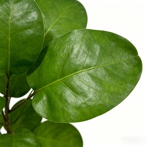 Artificial Money Tree Potted <b>Plants</b> for Ndoor Home Hotel Deco - Product Image 6