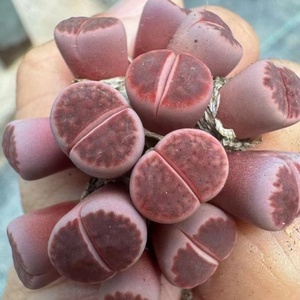 Expédition rapide lithops Succulentes jardin aménagement paysager plantes artificielles décor de jardin - Product Image 3