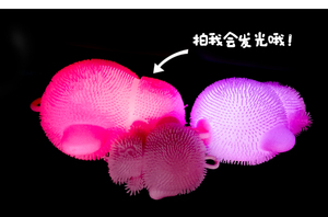 Jouet anti-Stress Tiktok Offre Spéciale jouet à presser TPR matériel clignotant puffer hip-<span class=keywords><strong>hop</strong></span> singe Anti-pression jouet - Product Image 3