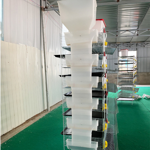 Gabbia <span class=keywords><strong>per</strong></span> <span class=keywords><strong>Quaglie</strong></span> a 6 Livelli Tipo H con Mangiatoia Automatica, Capacità 300-330 <span class=keywords><strong>Quaglie</strong></span> <span class=keywords><strong>per</strong></span> Produzione di Uova - Product Image 5