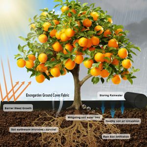 <span class=keywords><strong>Film</strong></span> <span class=keywords><strong>de</strong></span> <span class=keywords><strong>paillage</strong></span> agricole personnalisé en tissu non tissé PP <span class=keywords><strong>perforé</strong></span> noir, résistant aux UV, durable, respirant et perméable à l'eau, 60 g/m² - Product Image 6