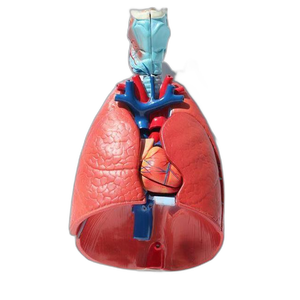Modèle du système respiratoire humain avec 7 parties amovibles, modèle d'<span class=keywords><strong>anatomie</strong></span> pulmonaire pour démonstration médicale - Product Image 3