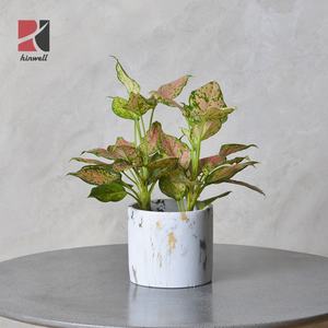 Commercio all'ingrosso <span class=keywords><strong>Vasi</strong></span> di Fornitori di 5 pollici Oro Marmo <span class=keywords><strong>Cemento</strong></span> Coperta di <span class=keywords><strong>Cemento</strong></span> di Fiori Fioriera Vaso di Giardinaggio <span class=keywords><strong>per</strong></span> Pianta - Product Image 3