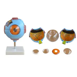 Educación escolar médica 8 piezas modelo de ojo gigante desmontable modelo anatómico de ojo médico