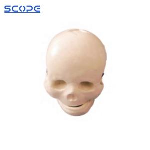 의학 가장 두개골 인간적인 두개골 모형 성숙한 해부 착색된 자연적인 두개골 - Product Image 6