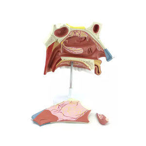Modèle de cavité nasale SCIEDU Modèle d'anatomie humaine de haute qualité Science médicale Modèle anatomique <span class=keywords><strong>3d</strong></span> de cavité nasale orale - Product Image 6