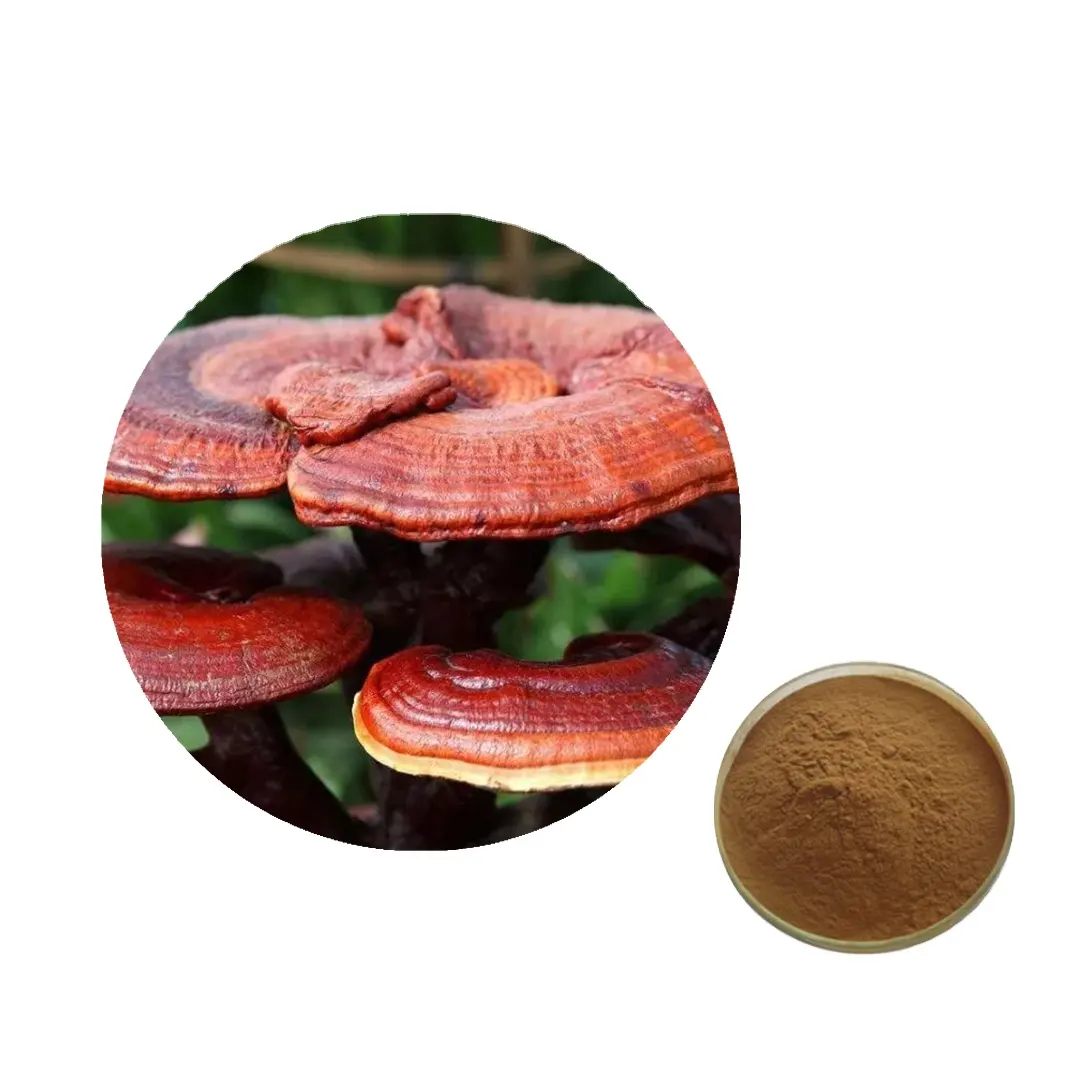 제조업체 공급 최저가 Ganoderma Lucidum 추출물 분말 포자 Reishi 분말