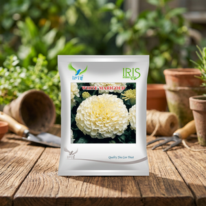 Fleurs fraîches coupées Iris Importées OP Marigold Blanc - Product Image 3