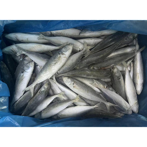 Poisson scad rond entier, <span class=keywords><strong>maquereau</strong></span>, poisson queue jaune, scad rond congelé, petits yeux - Product Image 4