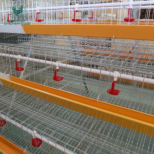 Cage De Poulet Zambia Nuevo equipo de granja avícola Capa de huevo tipo A Jaula de capa de granja de pollo <span class=keywords><strong>para</strong></span> gallinero ponedor de cabeza 10000 - Product Image 5