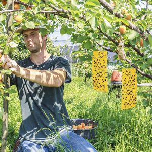 Bẫy Côn Trùng dính hiệu quả như một giải pháp cho côn trùng bay bắt và kiểm soát côn trùng gây hại - Product Image 4