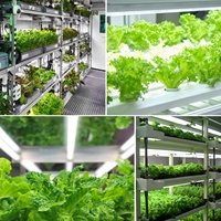 Plante à spectre complet LED élèvent la lumière 10W ~ 80W 2ft/3ft/4ft/5ft/6ft/8ft T8 Linkable Tube Lamp Bar Indoor Farming Coriander Strawberry
