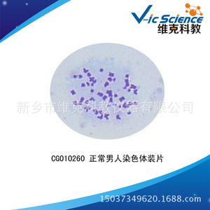Lame de microscope de chromosomosomes masculins normaux, biologie cellulaire et génétique, spécimen biologique sur lame, pour utilisation au microscope. - Product Image 5