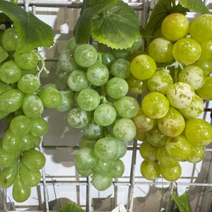 M650 PVC Vegetales Artificiales Fruta Decoración Uvas Artificiales Realistas para Cocina Restaurante Ecológico Navidad Acción de Gracias - Product Image 3