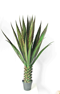 ต้นมะกุยป่านใยพืชเทียม,ของตกแต่งบ้านในร่มต้น Sisalana Agave