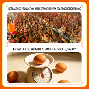 Améliorez la production d'œufs et le taux <span class=keywords><strong>de</strong></span> fécondation : Additifs alimentaires pour poulets, stimulateur immunitaire - Product Image 4