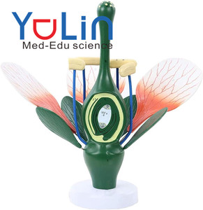 Modelo de flor de melocotón, de planta modelo anatómico, estructura de flor dicotiledónea, anatomía, planta verde, estambre, <span class=keywords><strong>pistilo</strong></span>, biología, ciencia - Product Image 1