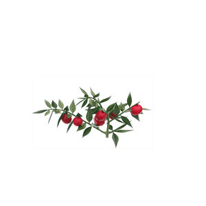 Fabrika tedarikçisi kasap süpürge ekstresi <span class=keywords><strong>10%</strong></span> <span class=keywords><strong>20%</strong></span> <span class=keywords><strong>Ruscogenins</strong></span> diyet takviyesi için - Product Image 6