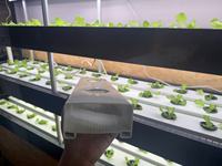 Système de canaux hydroponiques mobiles NFT en PVC pour la culture de laitues à haut rendement, économie de main-d'œuvre, prix direct usine
