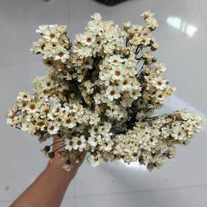 Vente chaude Ins Oxeye Daisy fleurs séchées conservées pour la maison <span class=keywords><strong>de</strong></span> mariage noël Halloween décor pour l'obtention du diplôme saint valentin - Product Image 2