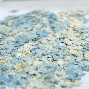 Hirondelles teintées, fleur séchée pied-de-poule fleur pressée bricolage signets en relief, étui de téléphone portable fleur séchée à la colle - Product Image 6