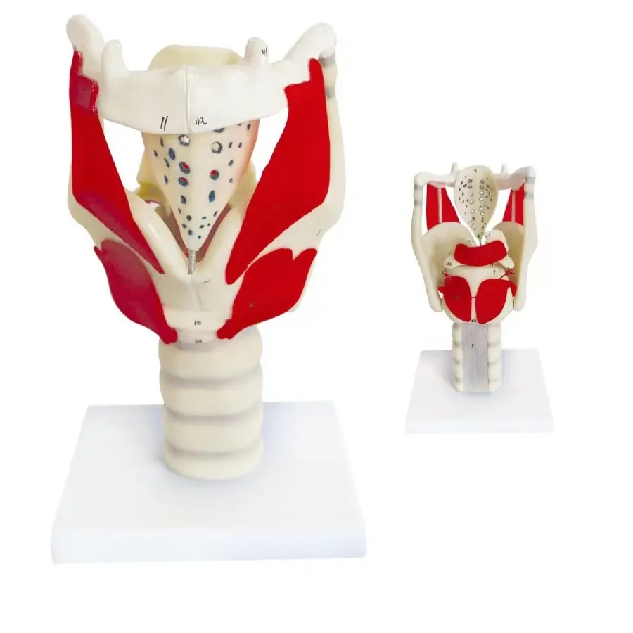 HOT Larynx Functional Model, Medical Anatomical Throat Teaching Human Simulator