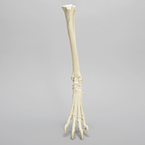 Grand modèle d'anatomie de squelette de chien réutilisable pour l'éducation vétérinaire et l'étude anatomique d'os <span class=keywords><strong>canin</strong></span> de spécimens de bétail - Product Image 4