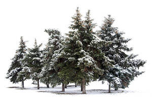 Venta al por mayor Real Touch Leaf Decoraciones Tropical Artificial Christmas Tree Indoor <span class=keywords><strong>Cypress</strong></span> Pine Plant - Product Image 6