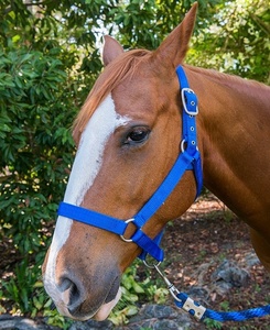 Оптовая продажа, Высококачественная Регулируемая нейлоновая повязка на голову для лошадей - Product Image 6