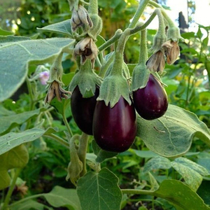 Graines d'aubergine Moon Star Black Beauty, haute germination, hybride F1 - Product Image 1