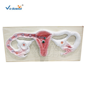 Modèle du processus de fécondation de l'œuf ; modèle pédagogique du développement reproductif humain ; outil pédagogique biologique. - Product Image 5