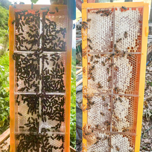 Suministros para Apicultura, Juego de Marcos y Casetes de Plástico para Miel de Abeja de 250 g, Caja para Fabricación de Panal de Miel, Apicultura - Product Image 2