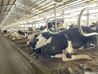 Lit d'étable pour vaches laitières Matelas en mousse / latex et lit en caoutchouc pour vaches Matelas en caoutchouc pour vaches