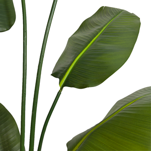 190cm Artificial Traveler <strong>Banana</strong> Plant Greenery Plastic Bonsai Plant <strong>Banana</strong> Artificial <strong>Tree</strong> For Interior Home Office Decoration - Product Image 4