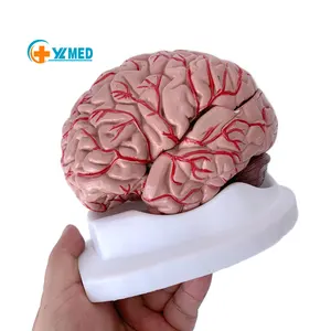 Human Anatomical Teaching Models Differentiation Neural Structure Blood Vessel Human Brain Model