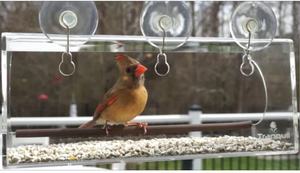 2023 New New Desgin Transparent Professional Plastic Mushroom Head 40mm <b>Suction</b> Cup With <b>Hook</b> for Christmas - Product Image 6